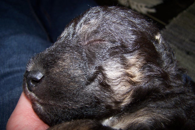 Arc-en-ciel Arlequin 02.02 (6).JPG